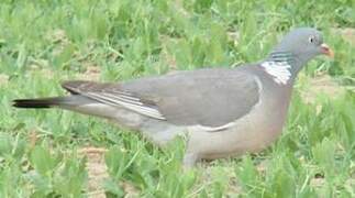 Common Wood Pigeon