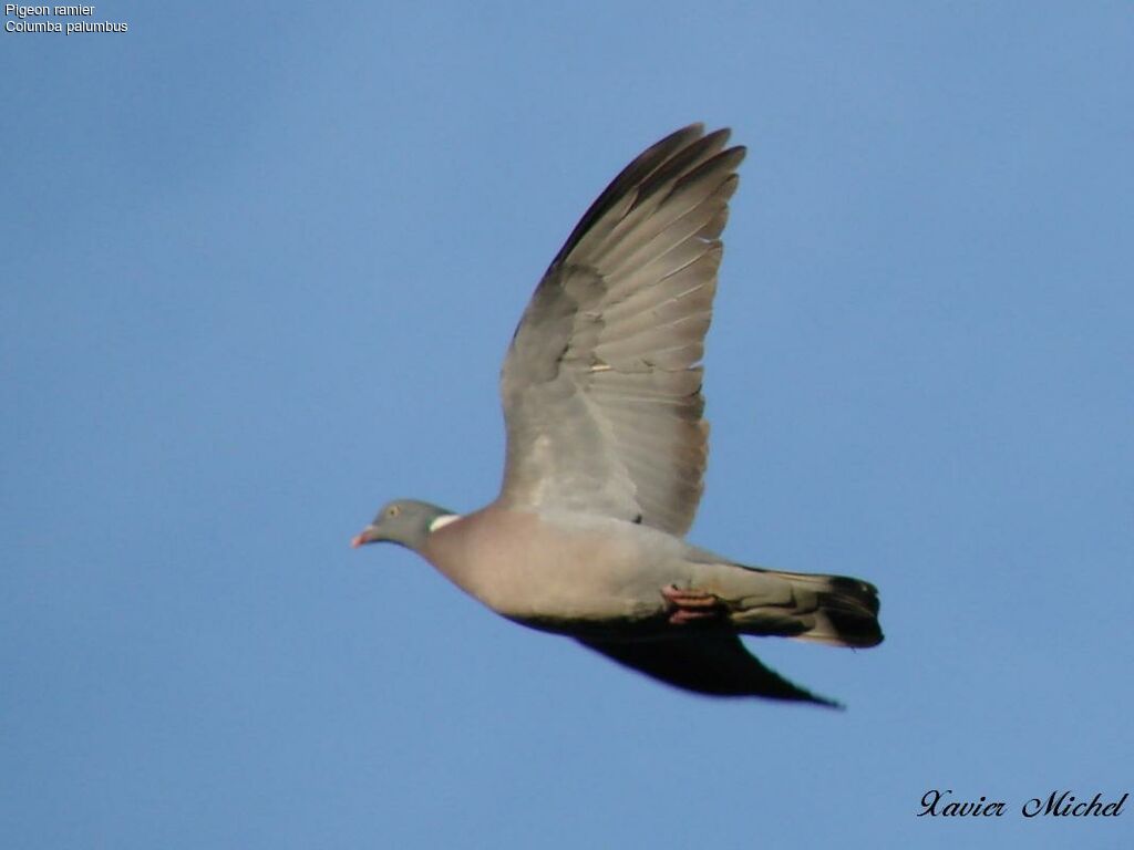 Common Wood Pigeon