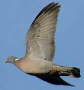 Common Wood Pigeon