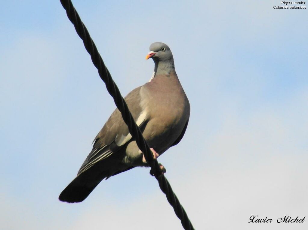 Common Wood Pigeon