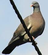 Common Wood Pigeon