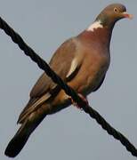 Common Wood Pigeon