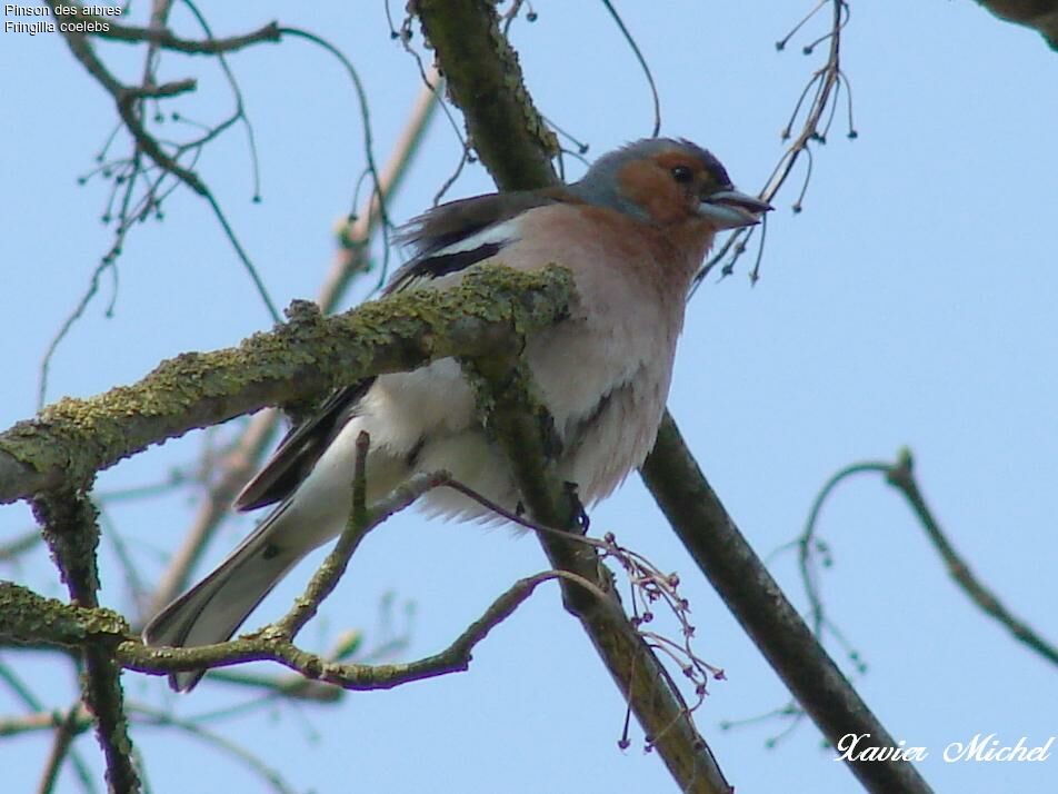 Eurasian Chaffinch