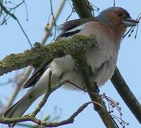 Common Chaffinch