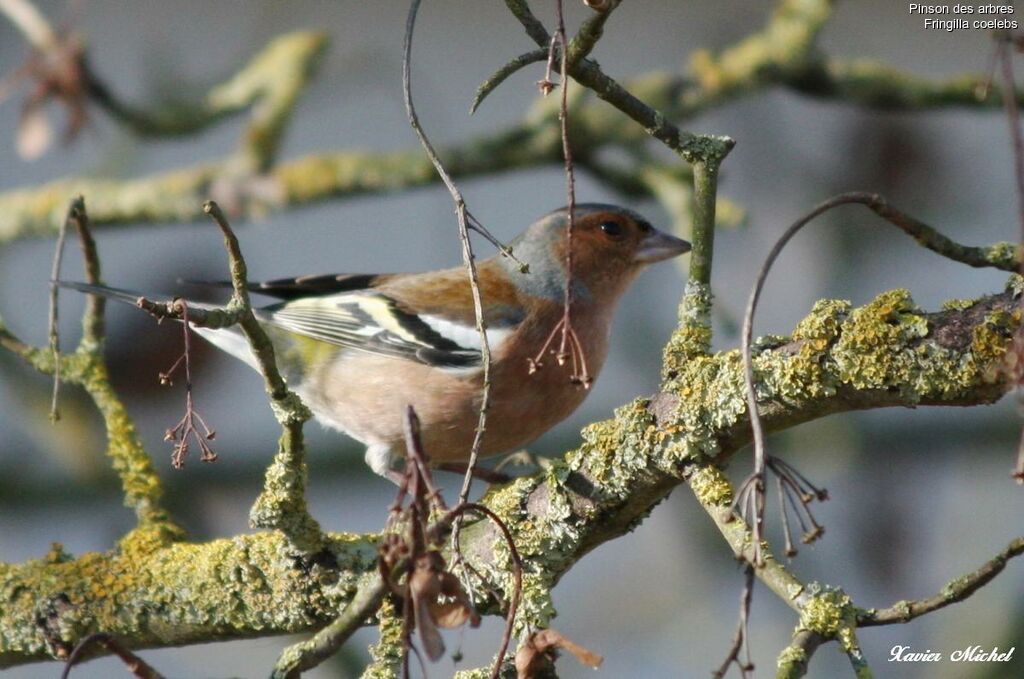 Eurasian Chaffinch