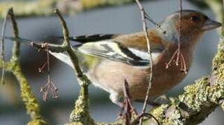 Common Chaffinch