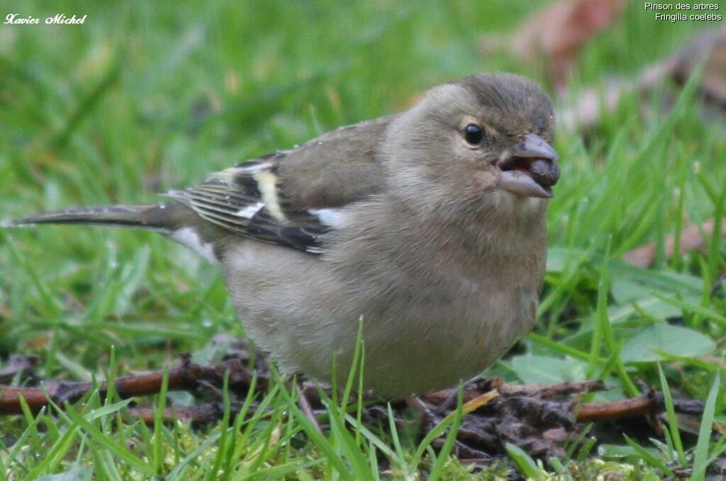 Common Chaffinch female