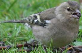 Eurasian Chaffinch