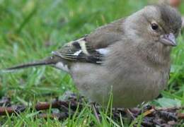 Common Chaffinch