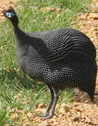 Helmeted Guineafowl