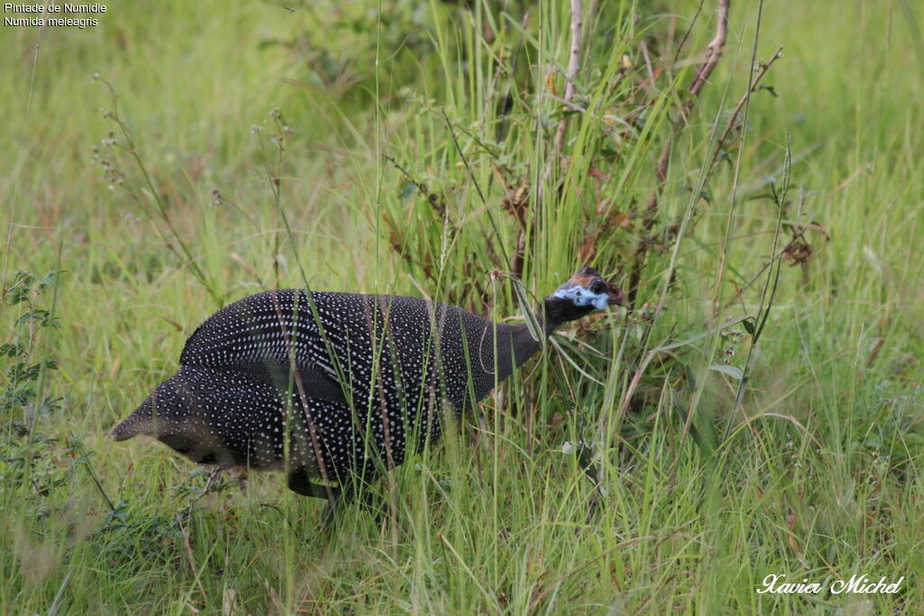 Helmeted Guineafowl