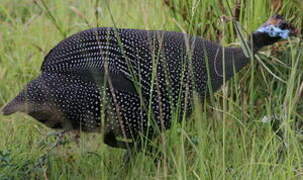 Helmeted Guineafowl