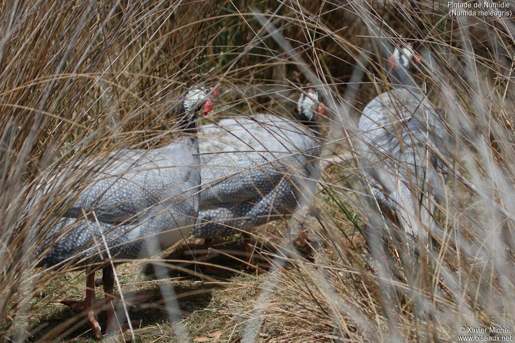 Helmeted Guineafowl