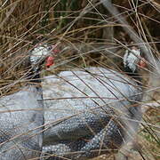 Helmeted Guineafowl