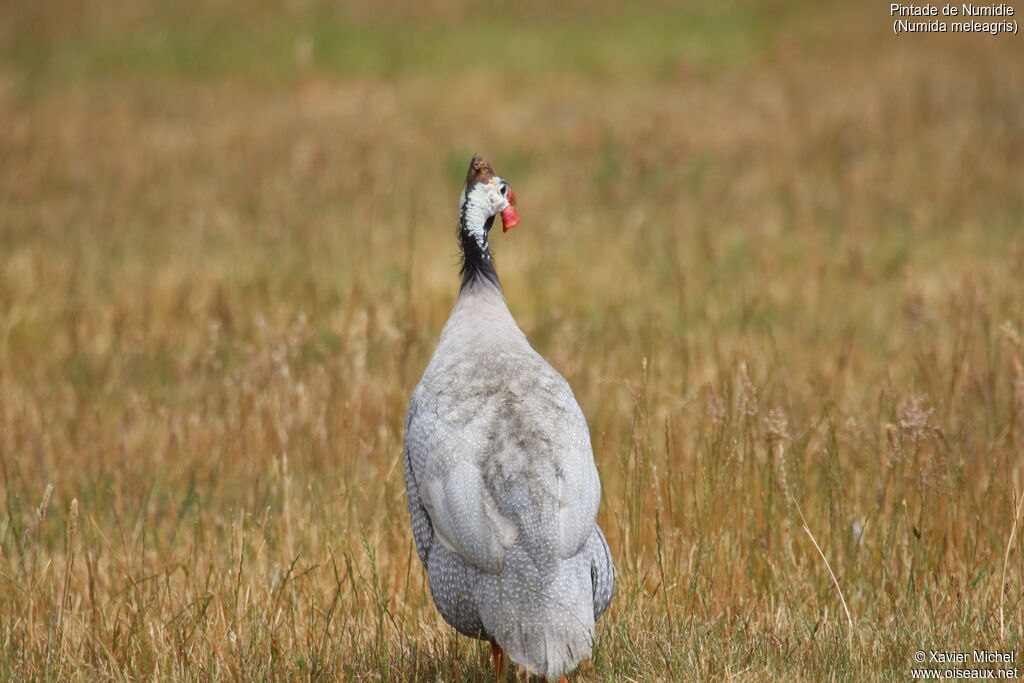 Helmeted Guineafowl male adult