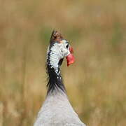 Helmeted Guineafowl