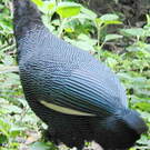 Pintade de Verreaux