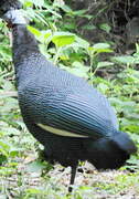 Western Crested Guineafowl