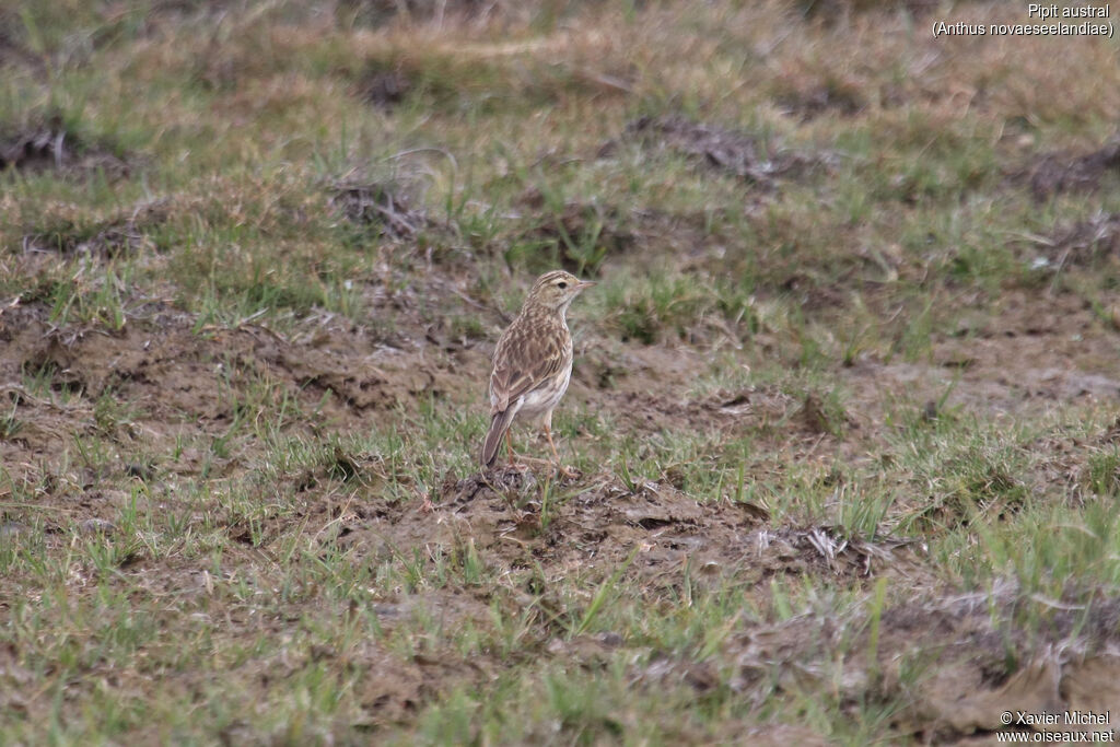 Pipit australadulte