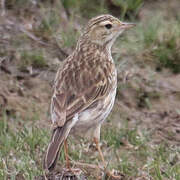 New Zealand Pipit