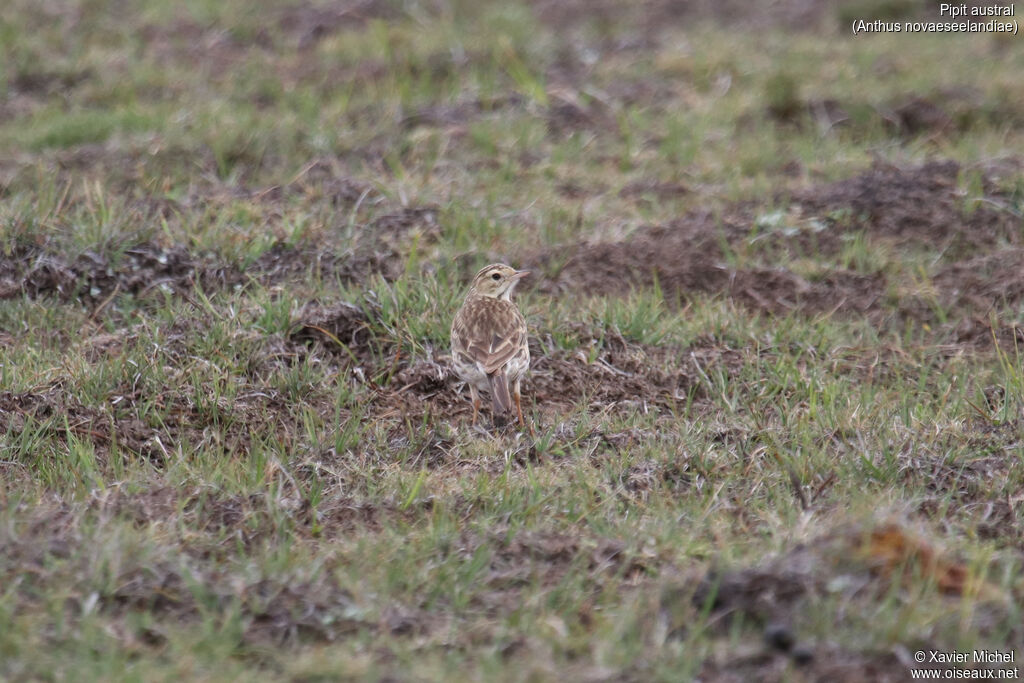 Pipit australadulte