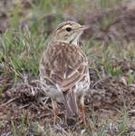 Pipit austral