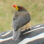 Yellow-billed Oxpecker