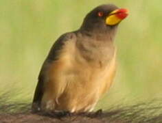 Yellow-billed Oxpecker