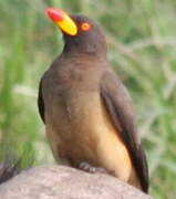 Yellow-billed Oxpecker