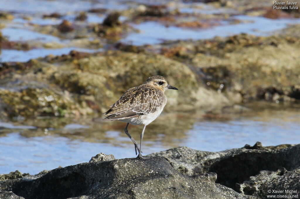 Pacific Golden Plover, identification