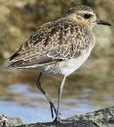 Pacific Golden Plover