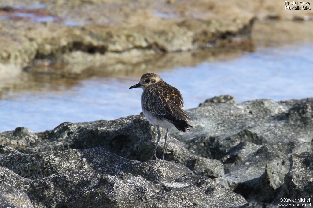 Pacific Golden Plover