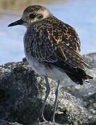 Pacific Golden Plover