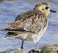 Pacific Golden Plover