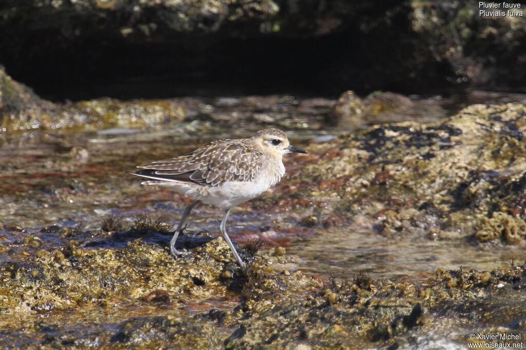 Pacific Golden Plover, identification