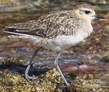 Pacific Golden Plover