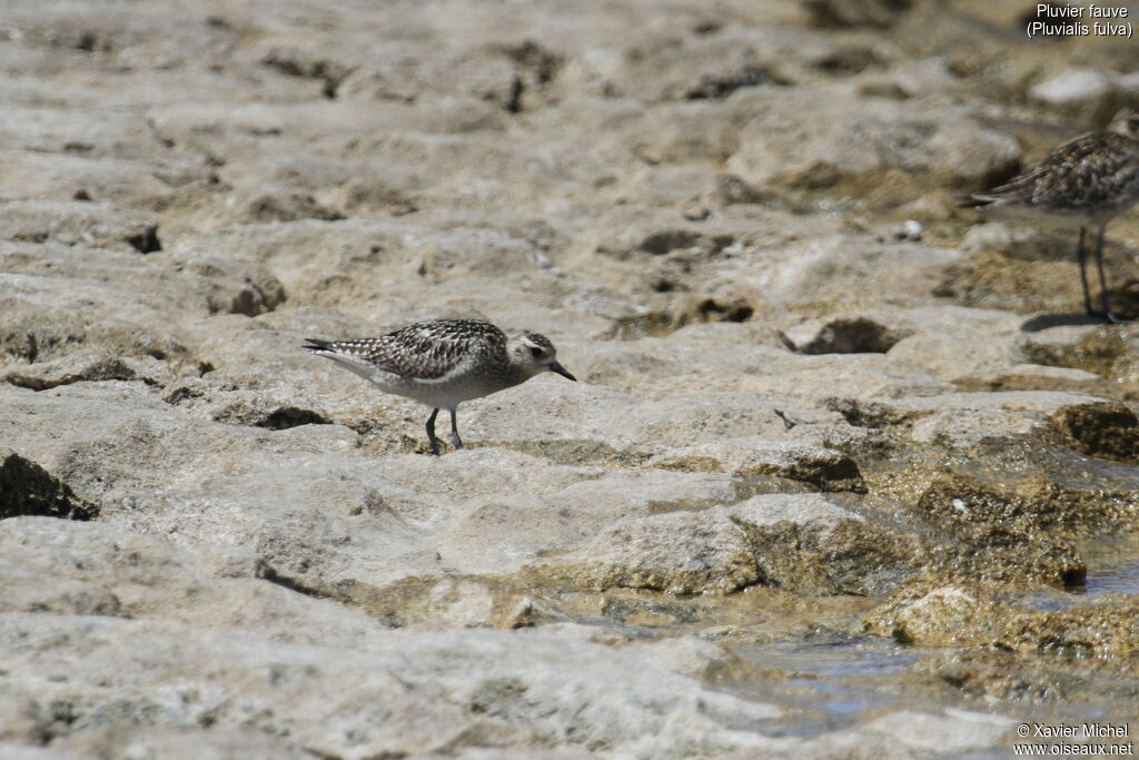 Pacific Golden Plover