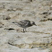 Pacific Golden Plover