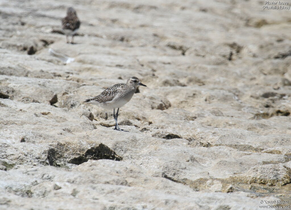 Pacific Golden Plover