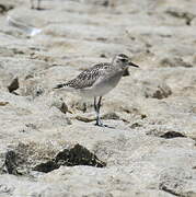 Pacific Golden Plover