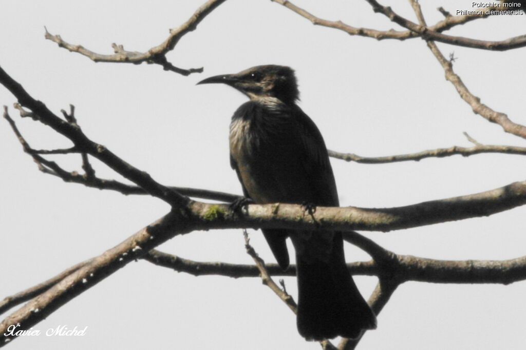 New Caledonian Friarbird