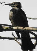 New Caledonian Friarbird