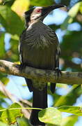 New Caledonian Friarbird