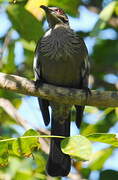 New Caledonian Friarbird