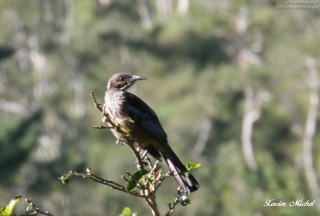 New Caledonian Friarbird