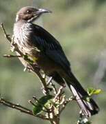 New Caledonian Friarbird