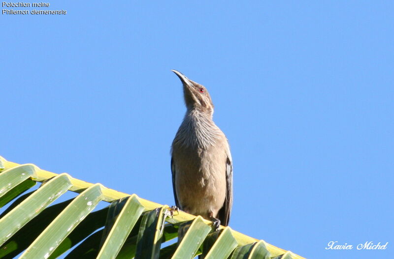 New Caledonian Friarbirdadult, identification