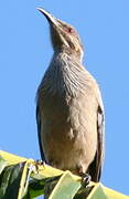 New Caledonian Friarbird