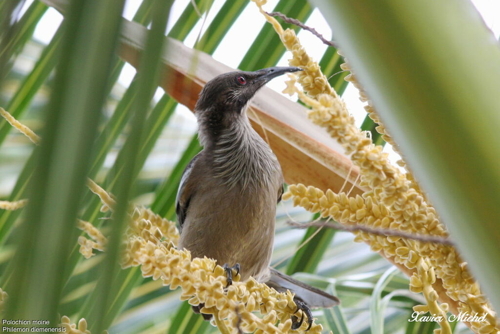 New Caledonian Friarbirdadult