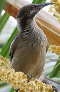 New Caledonian Friarbird